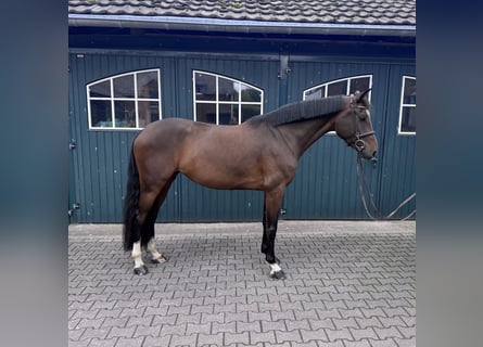 Oldenbourg, Jument, 5 Ans, 170 cm, Bai