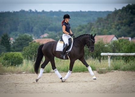 Oldenbourg, Jument, 5 Ans, 170 cm, Noir