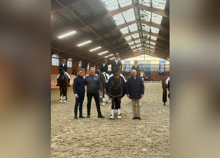 Oldenbourg, Jument, 5 Ans, 171 cm