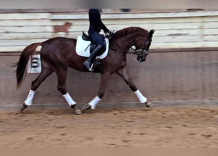 Oldenbourg, Jument, 5 Ans, 172 cm, Alezan