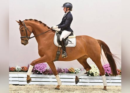 Oldenbourg, Jument, 5 Ans, 172 cm, Alezan