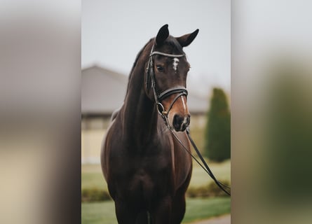 Oldenbourg, Jument, 5 Ans, 172 cm, Bai brun