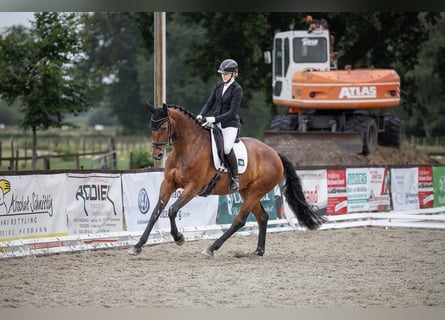 Oldenbourg, Jument, 5 Ans, 172 cm, Bai