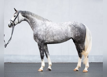 Oldenbourg, Jument, 5 Ans, 172 cm, Gris