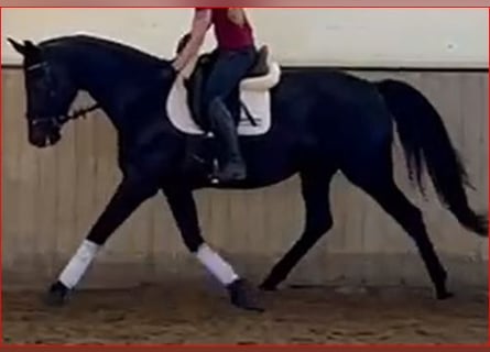 Oldenbourg, Jument, 5 Ans, 172 cm, Noir