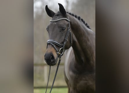 Oldenbourg, Jument, 5 Ans, 173 cm, Bai brun