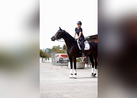 Oldenbourg, Jument, 5 Ans, 173 cm, Noir