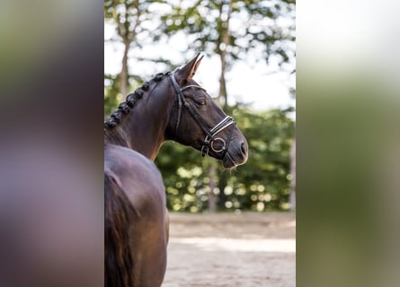 Oldenbourg, Jument, 5 Ans, 174 cm, Alezan brûlé
