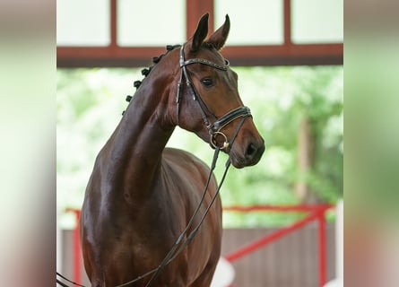 Oldenbourg, Jument, 5 Ans, 175 cm, Bai brun