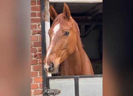 Oldenbourg, Jument, 5 Ans, Alezan