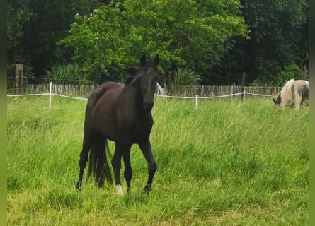 Oldenbourg, Jument, 5 Ans, Noir