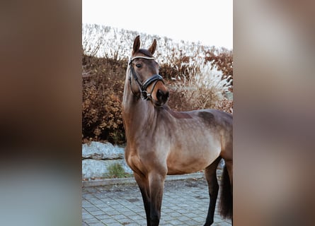 Oldenbourg, Jument, 6 Ans, 160 cm, Bai