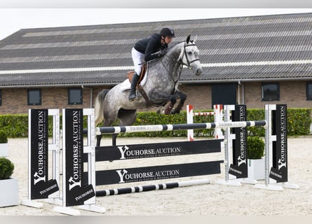Oldenbourg, Jument, 6 Ans, 160 cm, Gris
