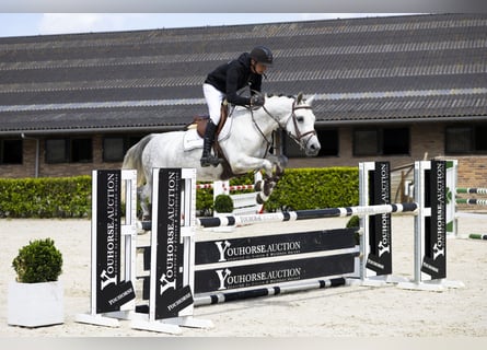 Oldenbourg, Jument, 6 Ans, 160 cm, Gris