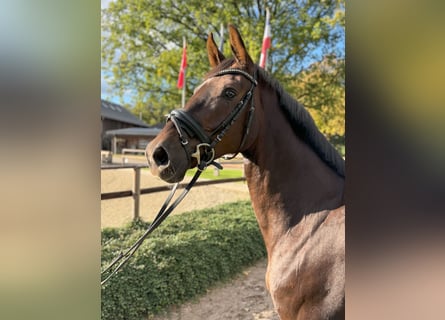 Oldenbourg, Jument, 6 Ans, 164 cm, Alezan brûlé