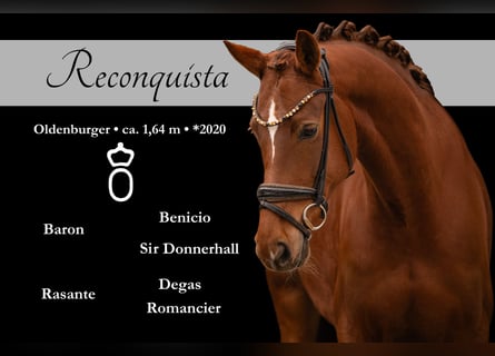 Oldenbourg, Jument, 6 Ans, 164 cm, Alezan brûlé