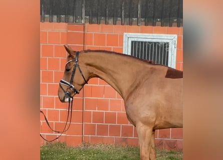 Oldenbourg, Jument, 6 Ans, 165 cm, Alezan