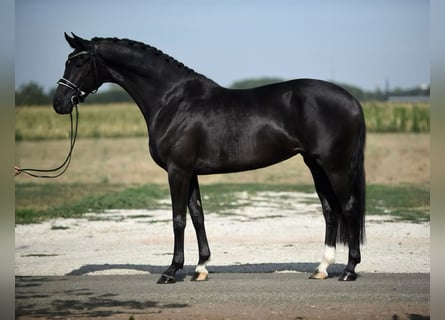 Oldenbourg, Jument, 6 Ans, 165 cm, Noir