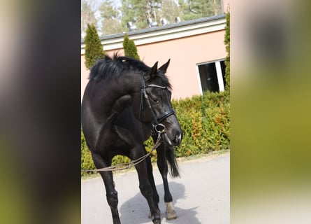 Oldenbourg, Jument, 6 Ans, 165 cm, Noir