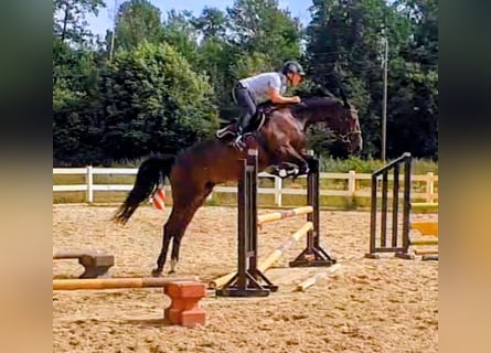 Oldenbourg, Jument, 6 Ans, 166 cm, Bai brun