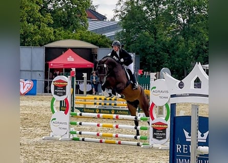 Oldenbourg, Jument, 6 Ans, 166 cm, Bai brun