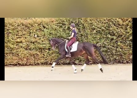 Oldenbourg, Jument, 6 Ans, 167 cm, Bai brun