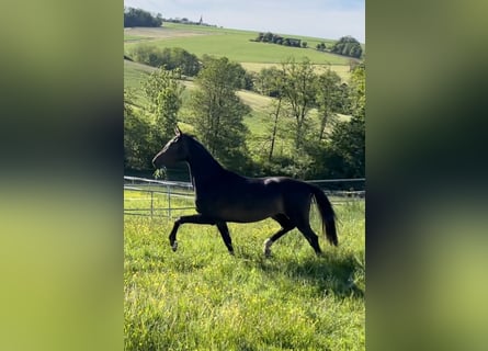 Oldenbourg, Jument, 6 Ans, 167 cm, Bai brun