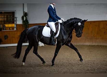 Oldenbourg, Jument, 6 Ans, 167 cm, Bai brun foncé