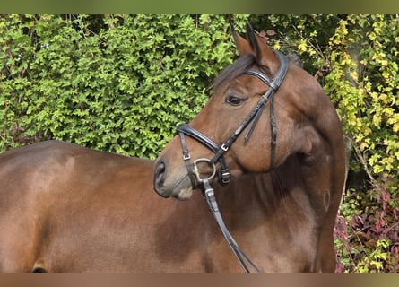 Oldenbourg, Jument, 6 Ans, 167 cm, Bai