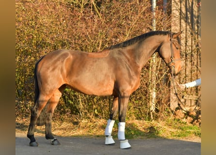 Oldenbourg, Jument, 6 Ans, 167 cm, Bai