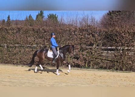 Oldenbourg, Jument, 6 Ans, 167 cm, Bai