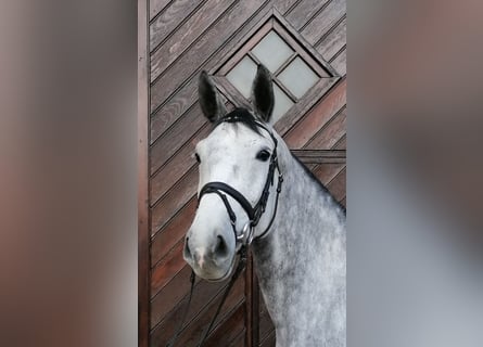 Oldenbourg, Jument, 6 Ans, 167 cm, Gris