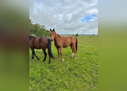 Oldenbourg, Jument, 6 Ans, 168 cm, Alezan
