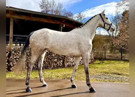 Oldenbourg, Jument, 6 Ans, 168 cm, Gris pommelé