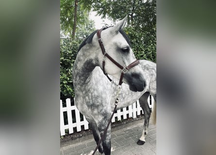 Oldenbourg, Jument, 6 Ans, 170 cm
