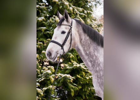 Oldenbourg, Jument, 6 Ans, 170 cm, Gris pommelé