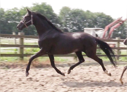 Oldenbourg, Jument, 6 Ans, 170 cm, Noir