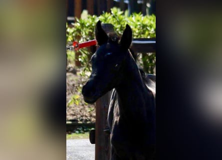 Oldenbourg, Jument, 6 Ans, 170 cm, Noir