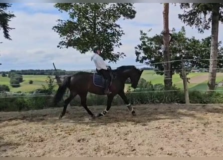 Oldenbourg, Jument, 6 Ans, 170 cm, Noir