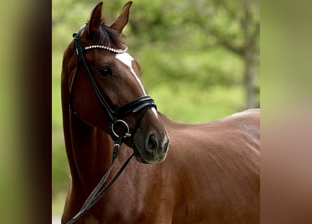 Oldenbourg, Jument, 6 Ans, 171 cm, Alezan brûlé