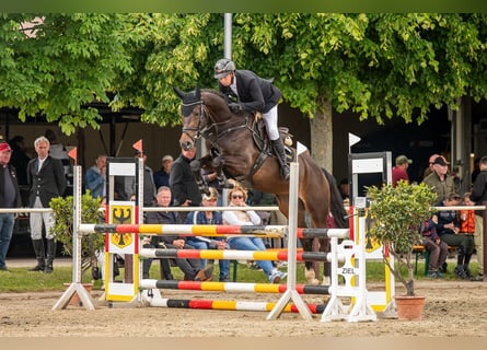 Oldenbourg, Jument, 6 Ans, 171 cm, Bai brun