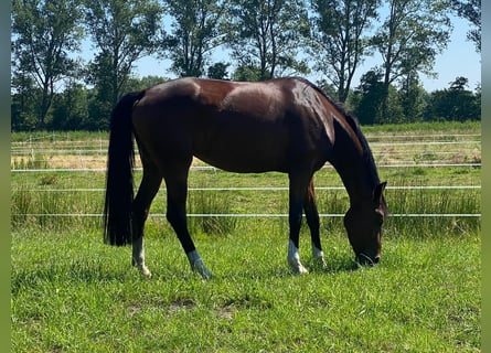 Oldenbourg, Jument, 6 Ans, 172 cm, Bai brun