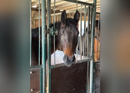 Oldenbourg, Jument, 6 Ans, 172 cm, Bai