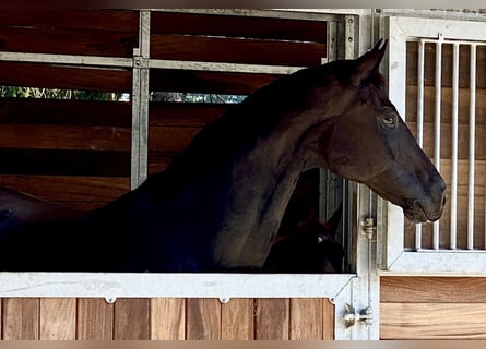 Oldenbourg, Jument, 6 Ans, 172 cm, Noir