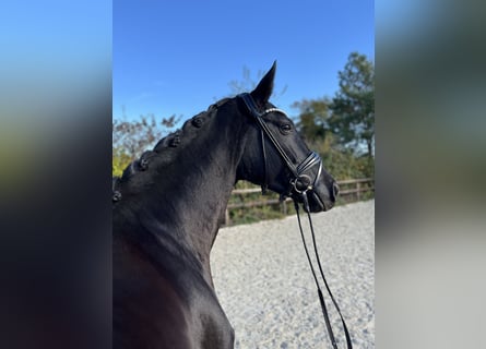 Oldenbourg, Jument, 6 Ans, 172 cm, Noir