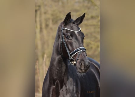 Oldenbourg, Jument, 6 Ans, 172 cm, Noir