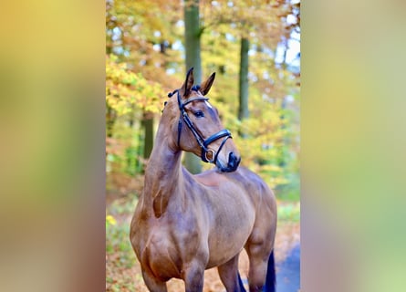 Oldenbourg, Jument, 6 Ans, 173 cm, Bai