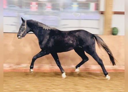 Oldenbourg, Jument, 6 Ans, 173 cm, Gris