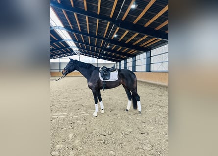 Oldenbourg, Jument, 6 Ans, 174 cm, Bai brun foncé