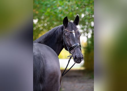 Oldenbourg, Jument, 6 Ans, 179 cm, Noir